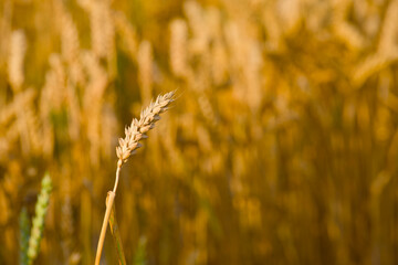 close-up of a ripe ear of wheat growing in an agricultural field, captured in natural light	
