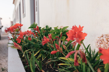 Cobblestone Street and Colorful Flowers in Obidos