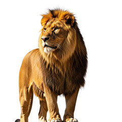 Obraz premium portrait of a lion