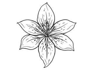 leopard lily detailed flower art