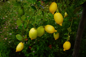 Lemon Garden is organically farmed without chemicals, grown in a home farm.