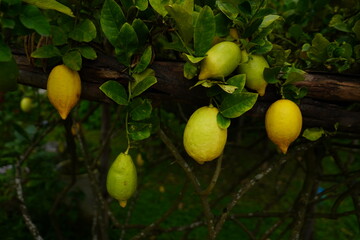 Lemon Garden is organically farmed without chemicals, grown in a home farm.
