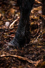 winter horse pony in the forest equine 