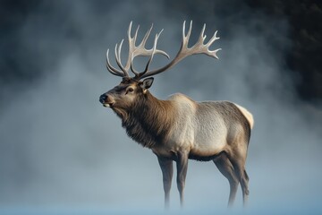 Naklejka premium Elk with antlers in misty morning light