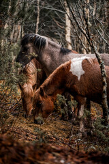 winter horse pony in the forest equine 