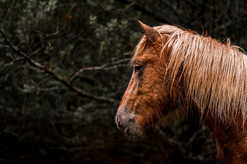 winter horse pony in the forest equine 