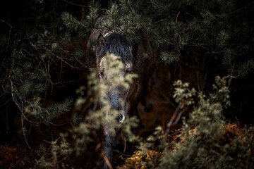 dark horse in the field forest Icelandic horse pony