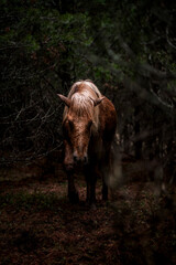 dark horse in the field forest Icelandic horse pony