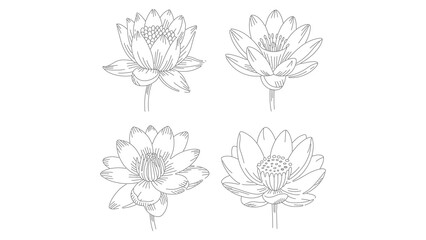 Elegant Water Lily Flower Line Art Vector Illustration for Botanical Designs and Decoration