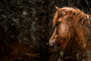 Fototapeta premium dark horse in the field forest Icelandic horse pony
