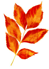 autumn leaves isolated on white