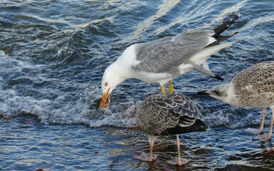 Seagulls searching for the food in the sea on the shore