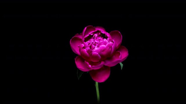 Delicate pink peony flower blossoms in time-lapse against a black background. A cinematic and elegant floral scene perfect for romantic, seasonal, or artistic visual themes