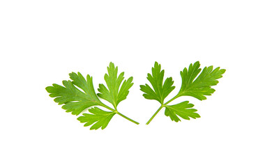 Fresh parsley leaves on white background