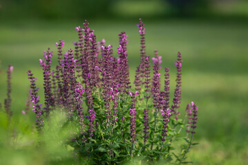 Salvia x superba or Salvia nemorosa Caradonna with purple stems and stunning, vertical spikes. Background of Salvia nemorosa `Caradonna` Balkan Clary in a Country Cottage Garden. 