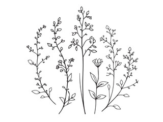 lunaria clear vision simple line art