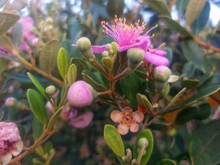 Rose myrtle or Rhodomyrtus tomentosa (karamunting) grows in the forest
