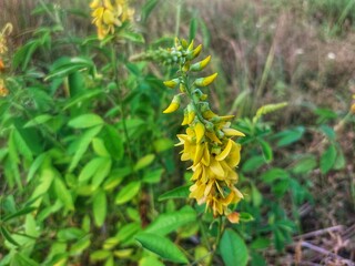 Fototapeta premium Close-up of a bright yellow wildflower, the rattlepod, or Crotalaria pallida, with green leaves in nature 
