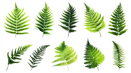 Green Ferns Collection: A vibrant collection of fresh, green ferns, each leaf showcasing intricate details and a natural, botanical beauty, perfect for conveying the freshness of the environment.