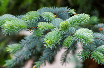 Spruce twigs close up in natural environment