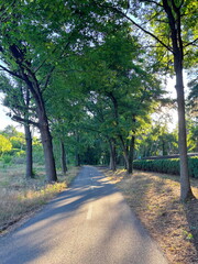 Panorama of a highway shaded by the tops of young trees on both sides, stretching through the Dnieper steppes to the Obukhiv forestry.