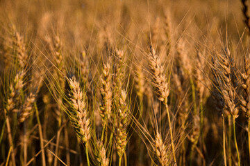 Golden Wheat Field at Sunset – Close-Up of Ripe Grain in Summer