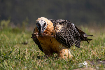 Lammergeier eating bones