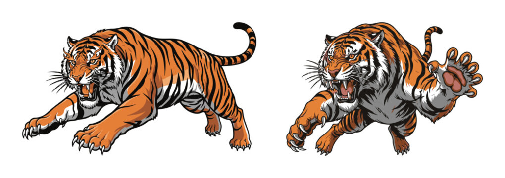 Two aggressive pouncing tigers vector illustration