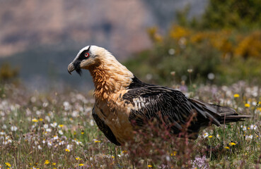 Lammergeier