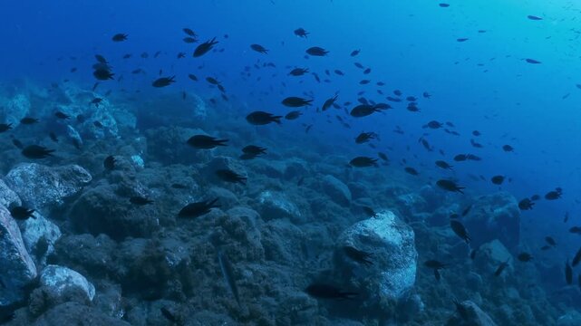 Poissons nageant au-dessus du fond marin