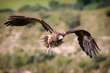 Juvenile Egyptian Vulture