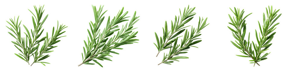 Fototapeta premium Fresh Rosemary Sprigs Collection, Green Herbs on White Background