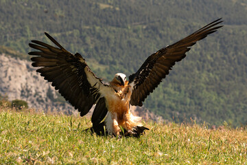 Lammergeier