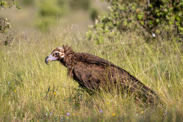 European black vulture