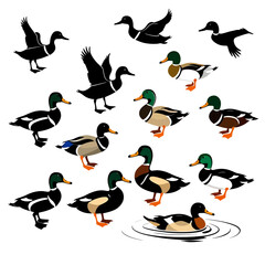 Obraz premium set of birds