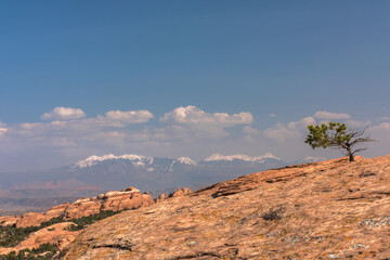 A lone tree in front of the La Sal mountain range