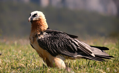 Lammergeier