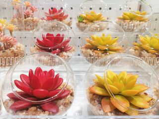 Display of decorative succulent terrariums showcasing vibrant colors and unique presentation for...