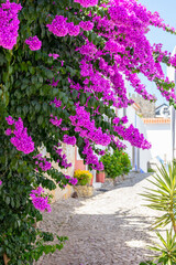 Pink Bougainvillea Against Clear Blue Sky in Obidos