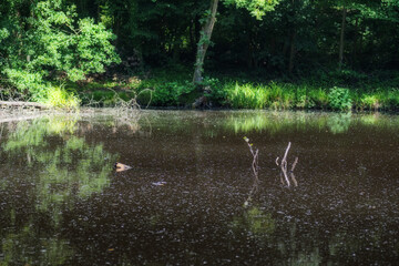 Reflection of trees in a lake in forest.