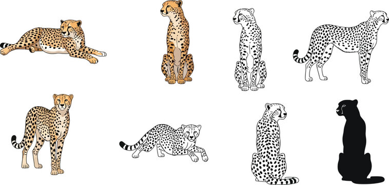 Cheetah vector illustration set, cheetahs in different poses, cheetah art, cheetah drawing, wild cat art