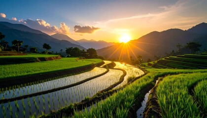 Obraz premium Sun setting over vibrant green rice terraces in a mountainous region