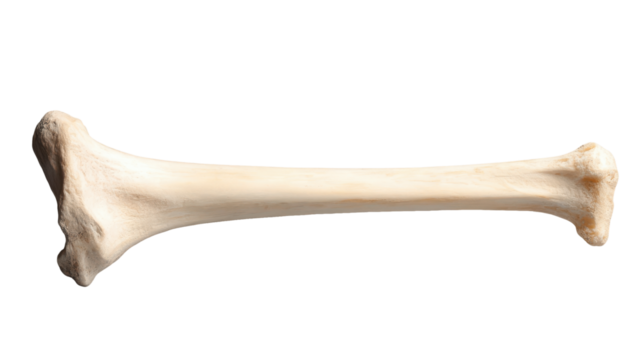 The Tibia Bone Isolated: A detailed, close-up shot of a human tibia bone, revealing its intricate structure. Perfect for medical illustrations and educational material.