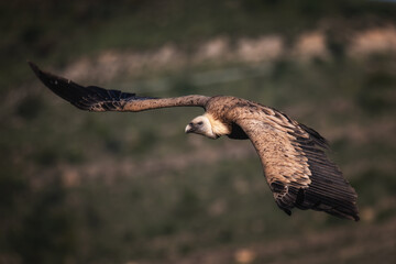 griffon vulture, in flight