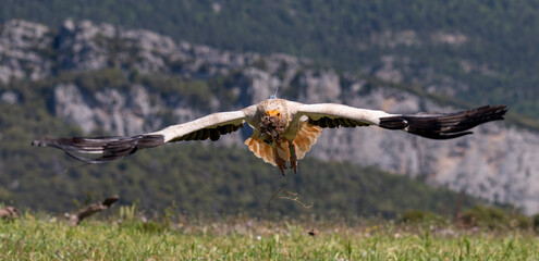 Egyptian Vulture in flight