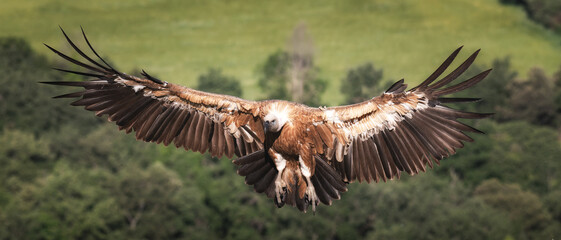 Griffon Vulture in flight
