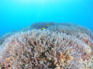 南国の鮮やかな海でシュノーケルするイメージ
