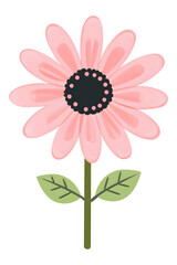 Pink daisy flower with green leaves isolated on transparent background