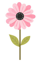 Pink daisy flower with green leaves isolated on transparent background