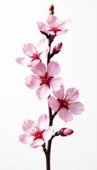 Delicate pink almond blossoms isolated on white Minimal spring floral design , macro photography, blossom